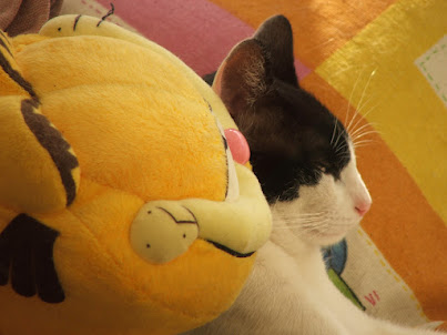 Piche sendo o companheiro inseparável