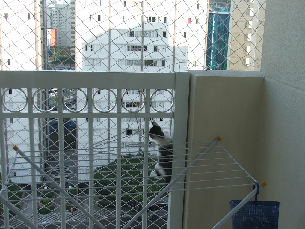 Piche na janela - o gato aranha