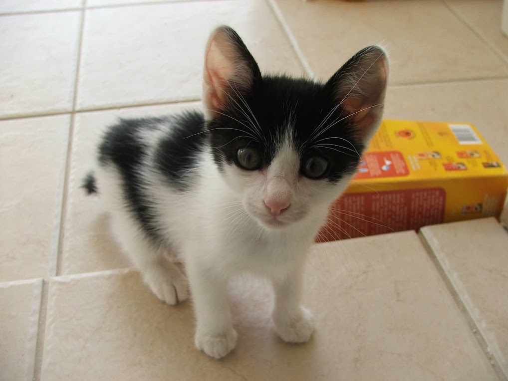 Piche nos primeiros dias em casa