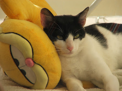 Piche pequeno com seu brinquedo favorito